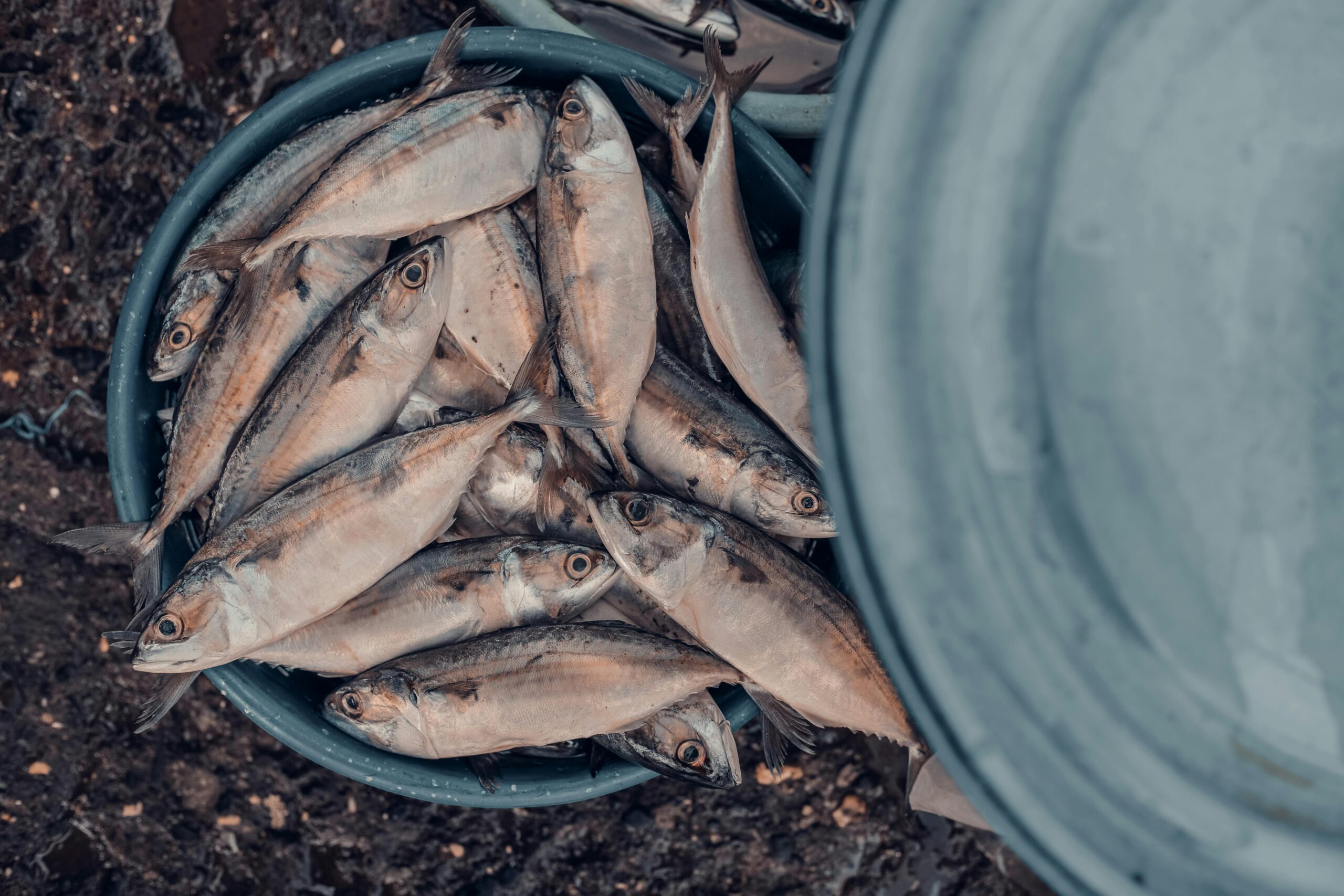 Foto de Nofamstudio: https://www.pexels.com/es-es/foto/mercado-de-pescado-en-los-muelles-de-sassoon-16113025/