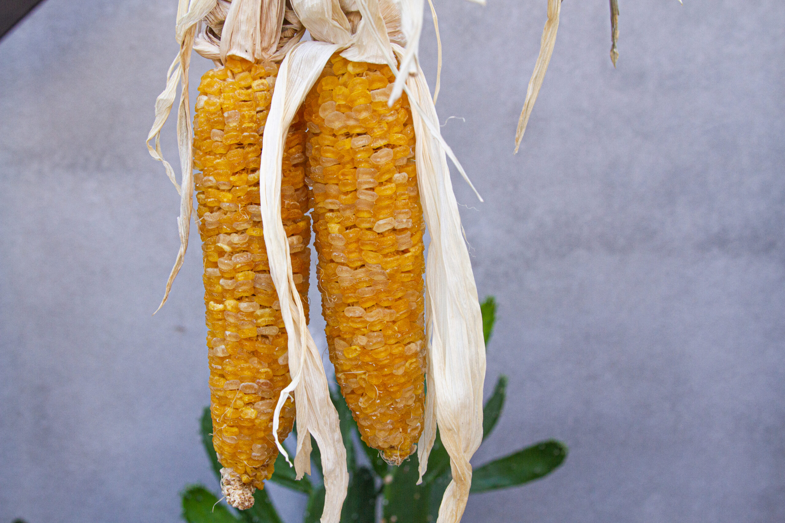 Chuales norteños: el maíz conservado que define la cocina de Cuaresma en Durango