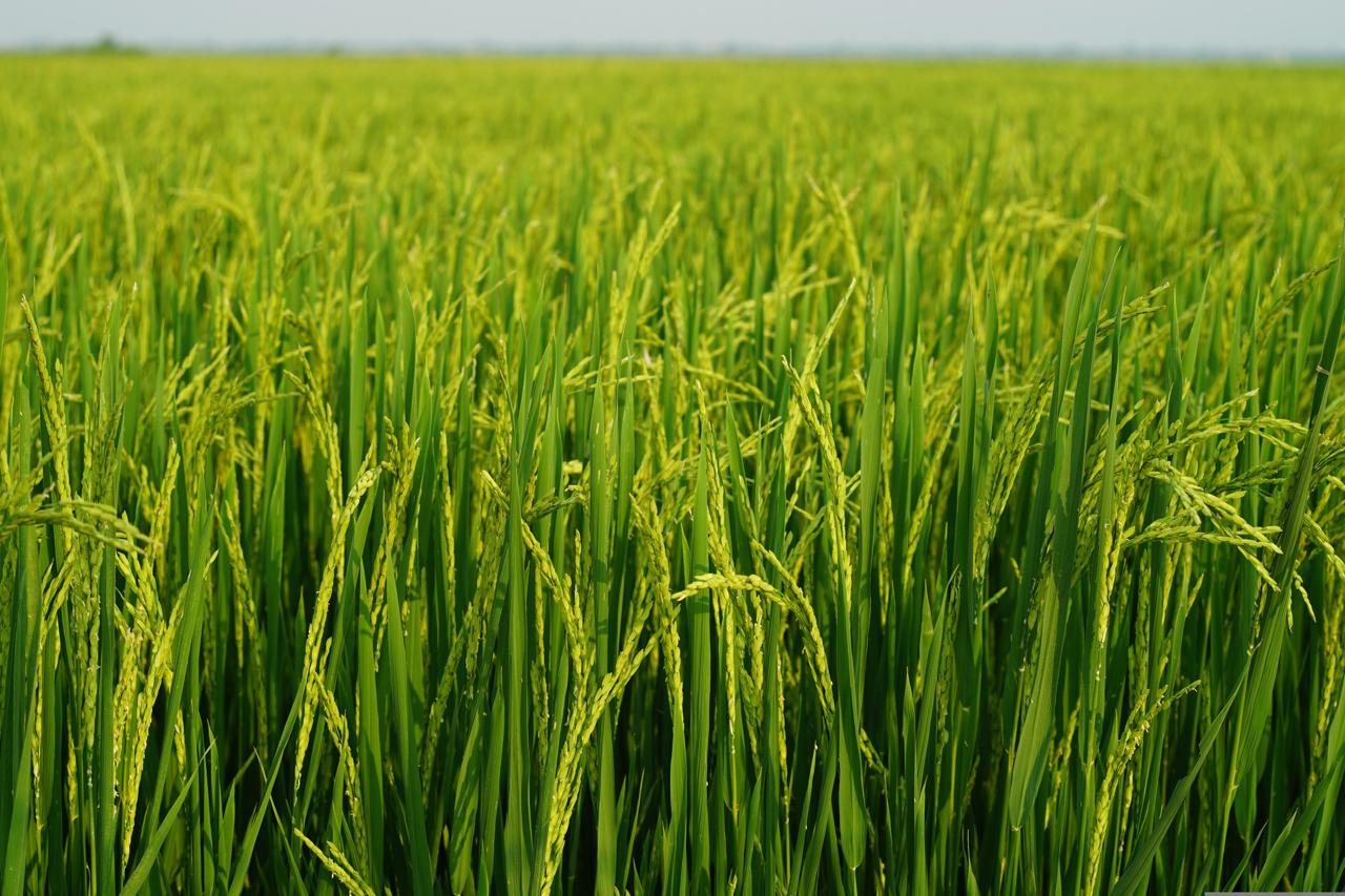 Mesas de Campo 2026, cuando el producto de Morelos es el centro de la mesa
